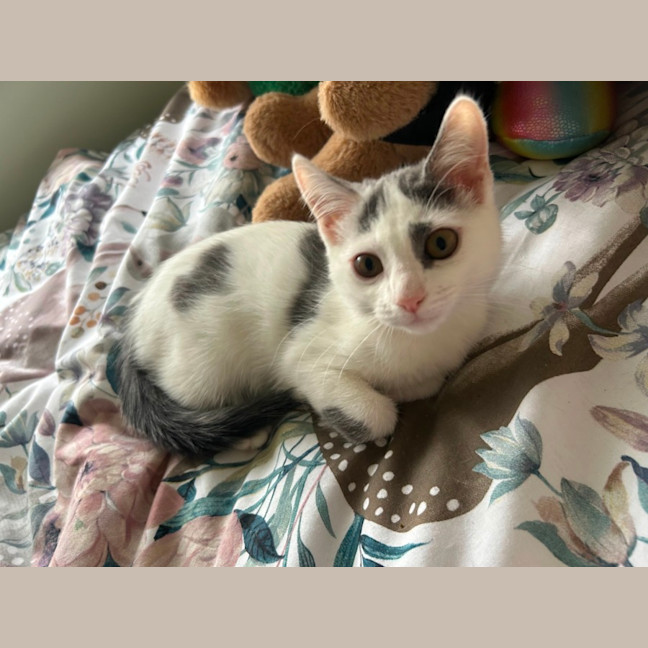 Photo of Rumi And Mira