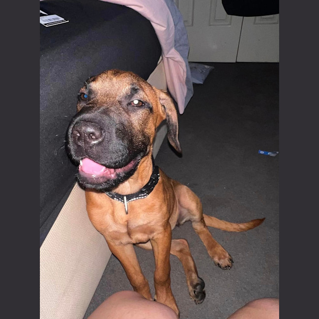 Photo of Vega (Was Nova)