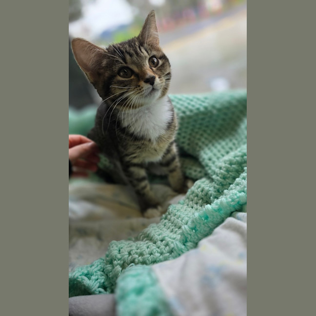 Photo of Parsley