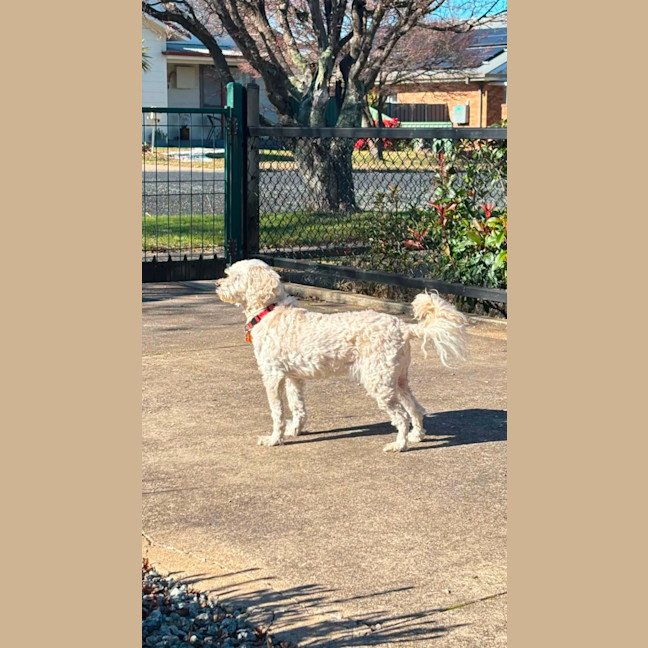 Photo of Honey