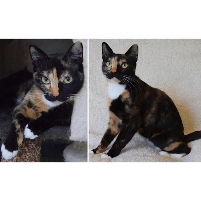 Photo of 11101   Trix