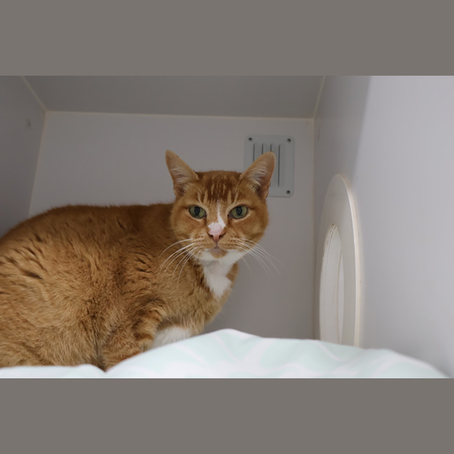 Photo of Cinnamon