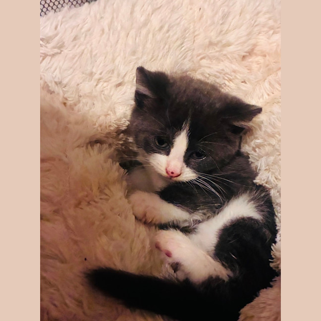 Photo of Penguin And Juniper