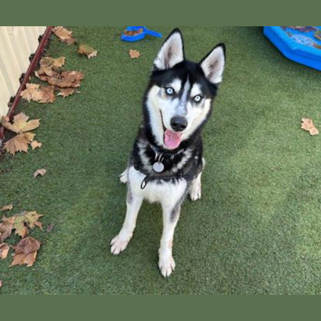 Photo of Axel