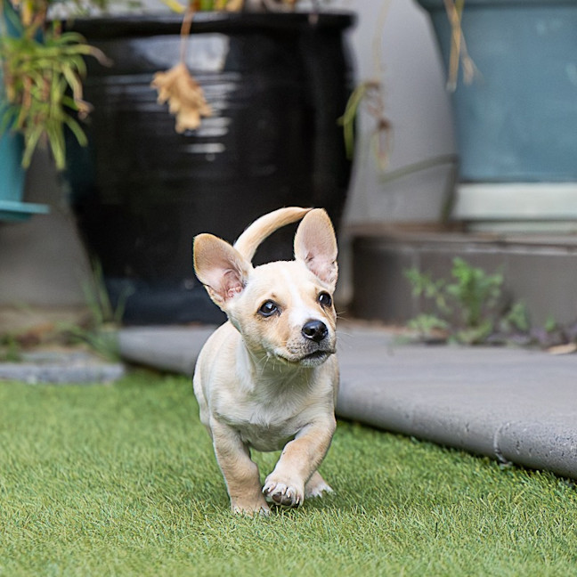 Photo of Daisy