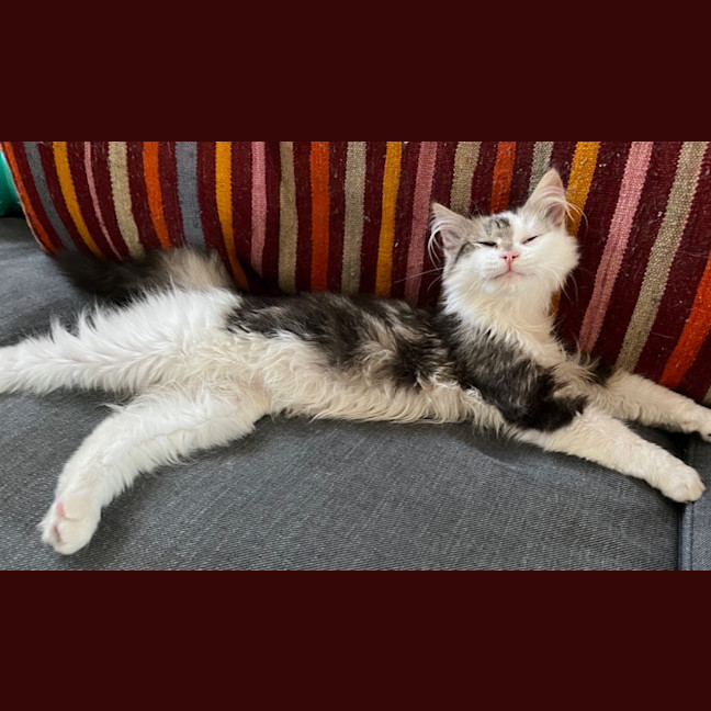 Photo of Twinnie Meet Me@Petstock Keysborough Storw