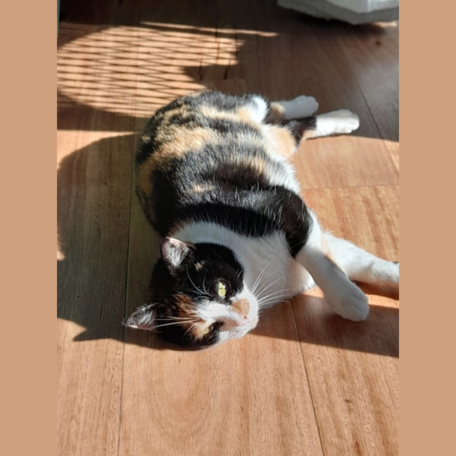 Photo of Apricot