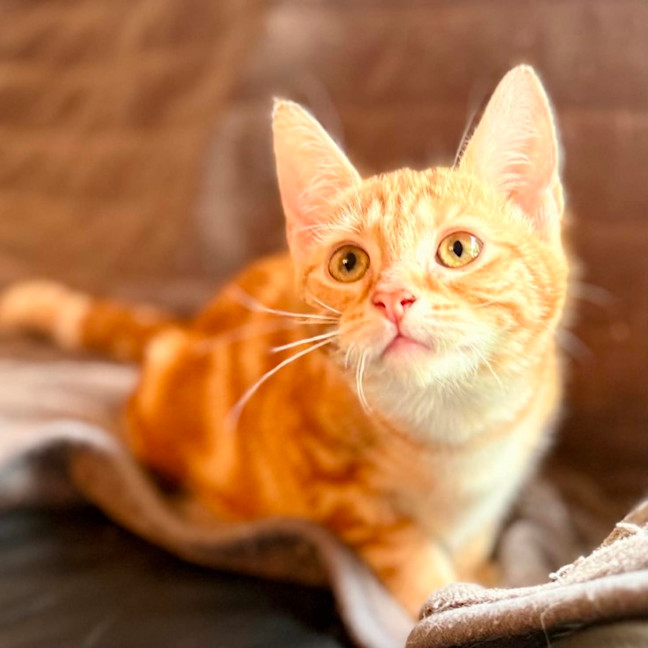 Photo of Puddles   In Foster Care In Templestowe