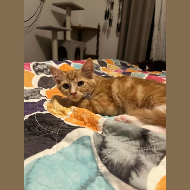 Photo of Wile E. Coyote