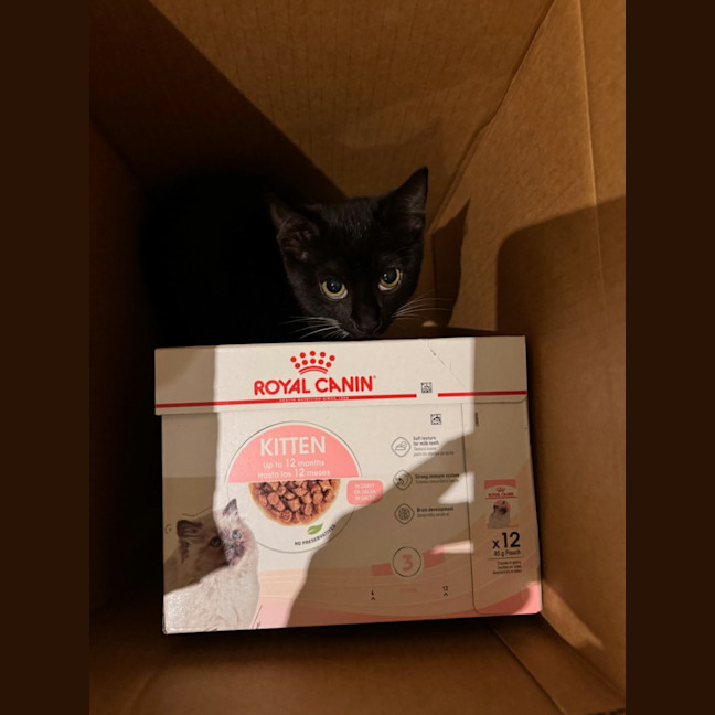 Photo of Lola ** 2nd Chance Cat Rescue**