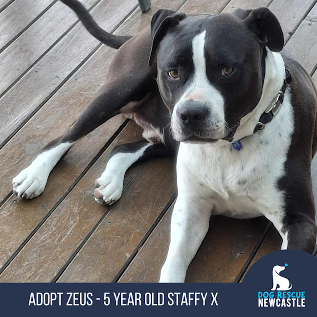 Photo of Zeus   5 Year Old Staffy X
