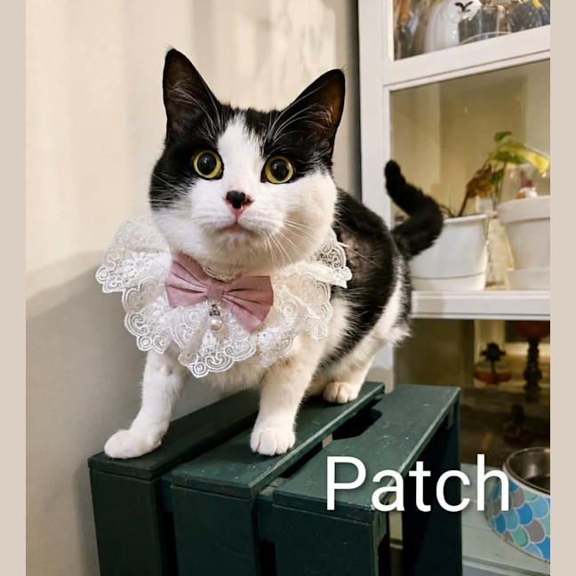 Photo of Patch & Pc