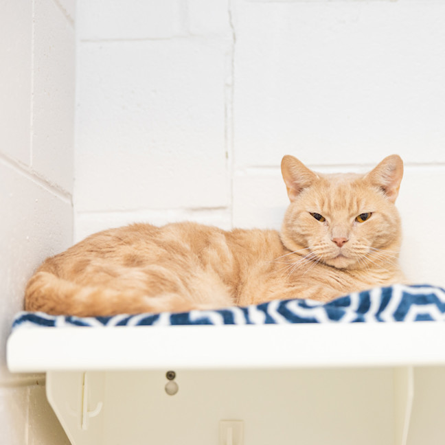 Photo of Ging