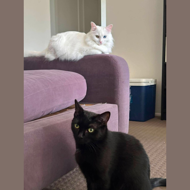 Photo of Nessa Rose And Shen Shen
