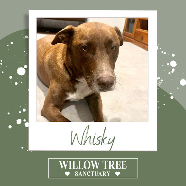 Photo of Whisky