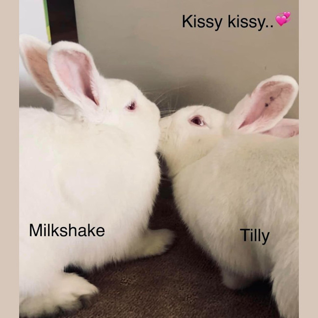 Photo of Milkshake And Tilly