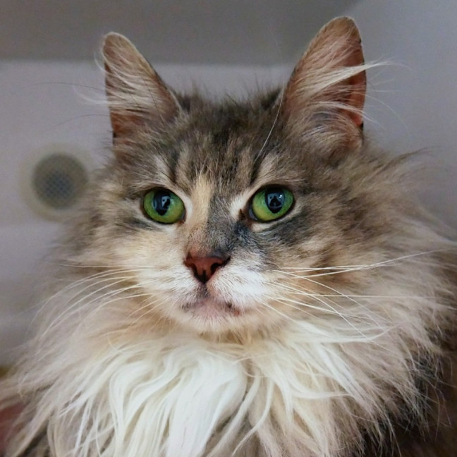 Photo of London Sta012877