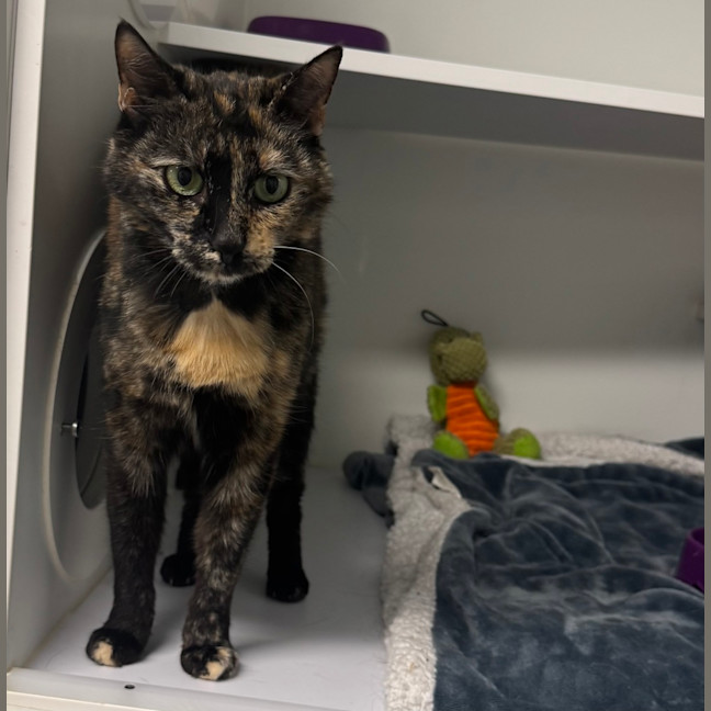 Photo of Pebbles