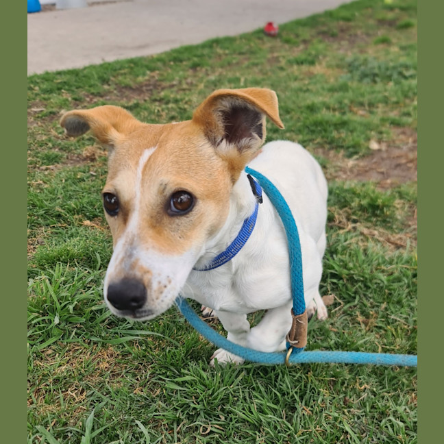 Photo of Archie 