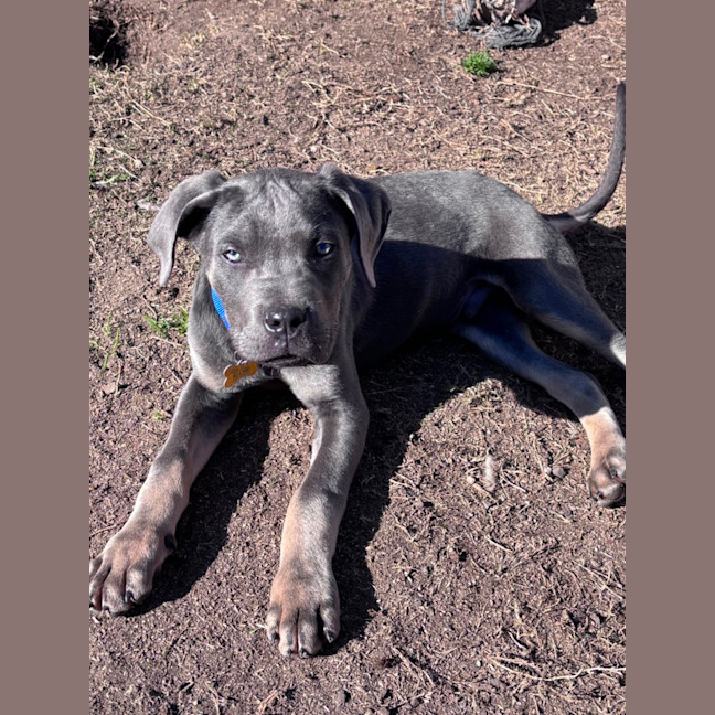 Photo of Enzo