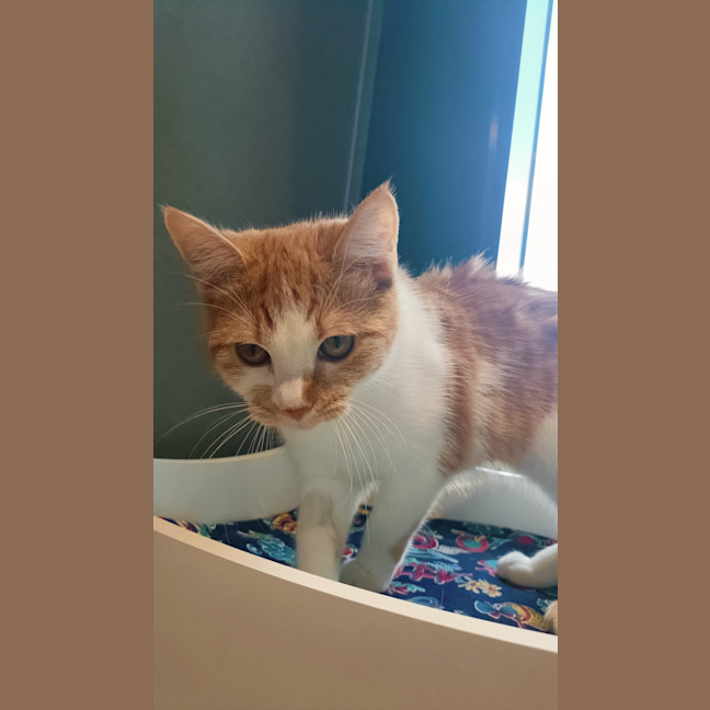 Photo of Buttercup
