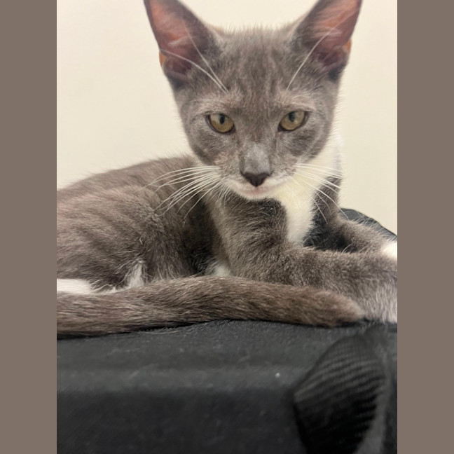 Photo of Fudge