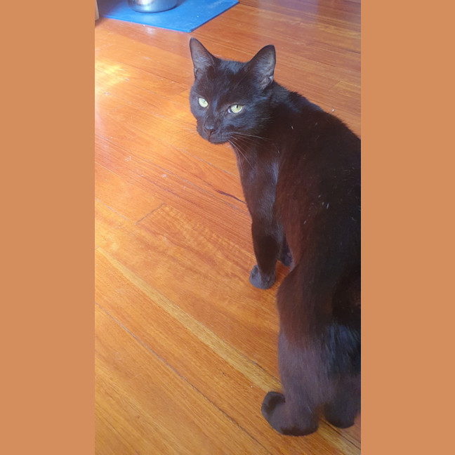 Photo of Sirius 