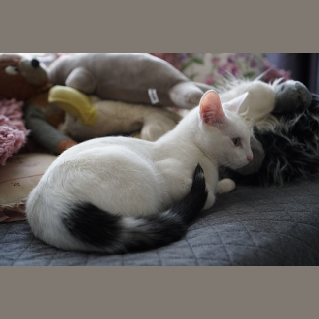 Photo of Lumi