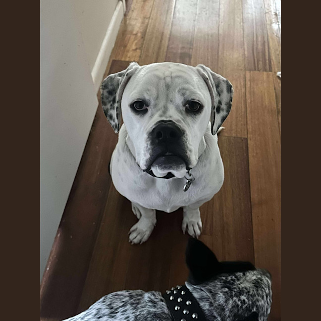 Photo of Puck