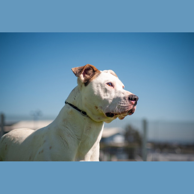 Photo of Lola