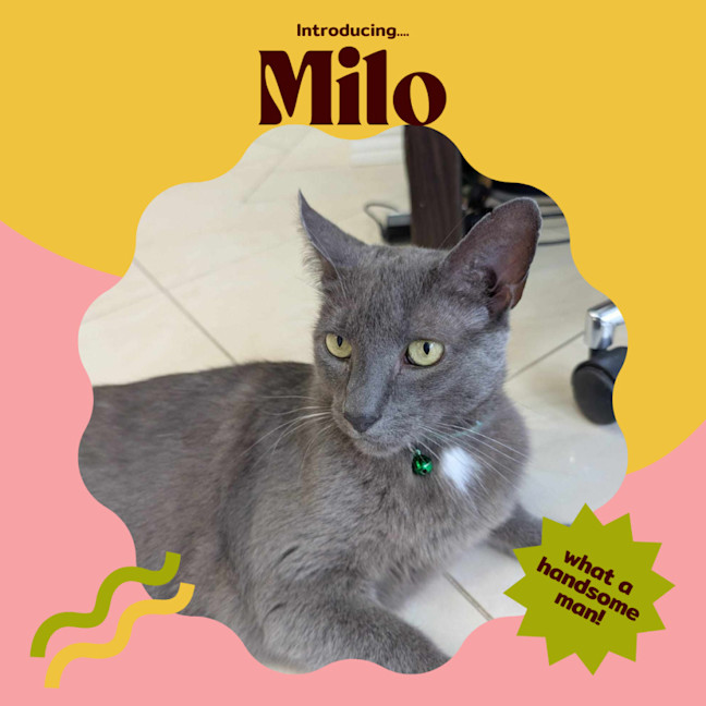 Photo of Milo