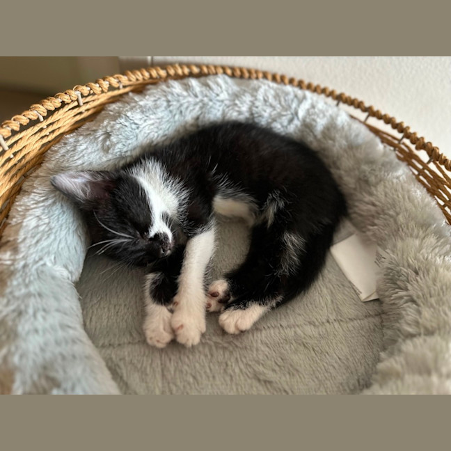 Photo of Oreo