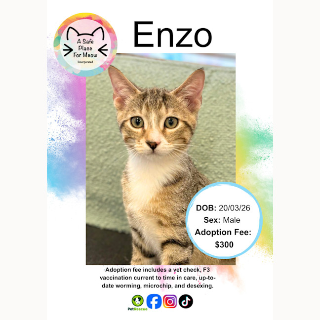 Photo of Enzo