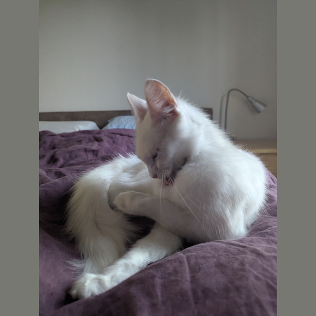 Photo of Yuki