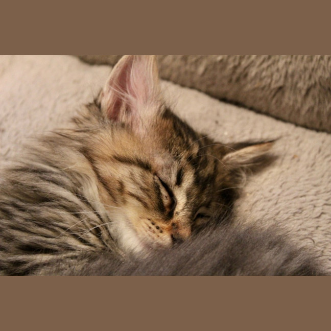 Photo of Boo