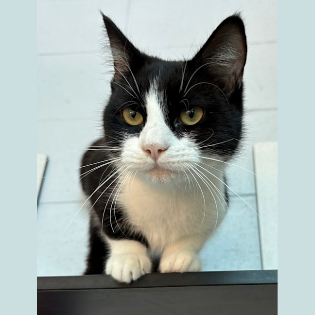 Photo of Smitten