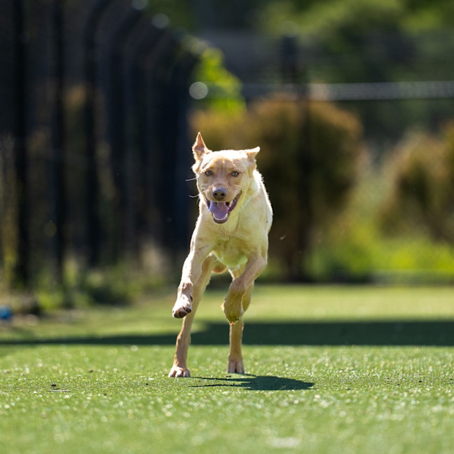 Photo of Apollo Imp 2364