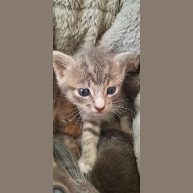 Photo of Rambo