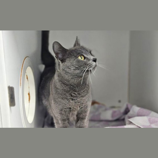Photo of Delilah
