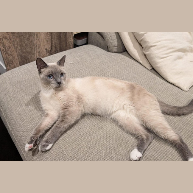 Photo of Indi