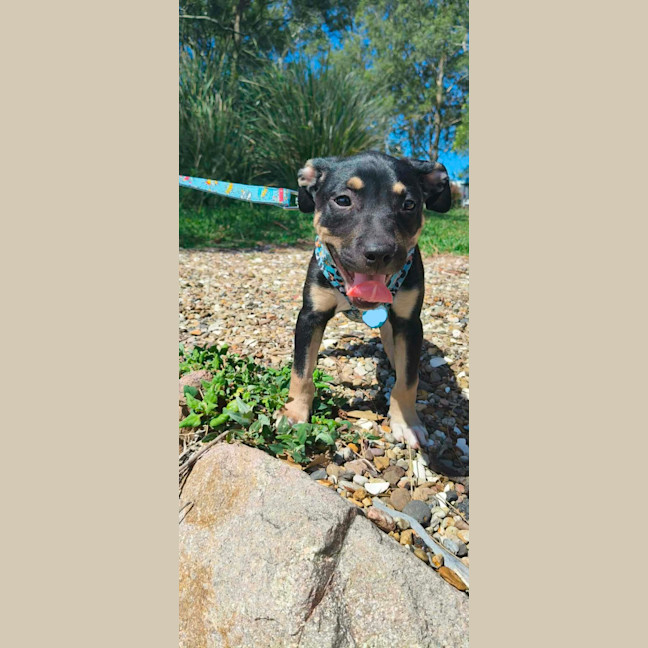 Photo of Scooby