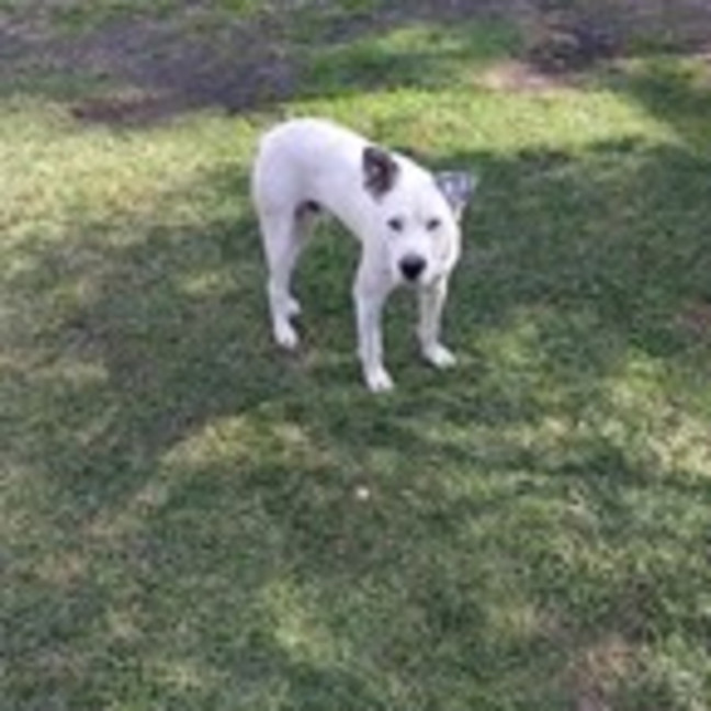 Photo of Snowy
