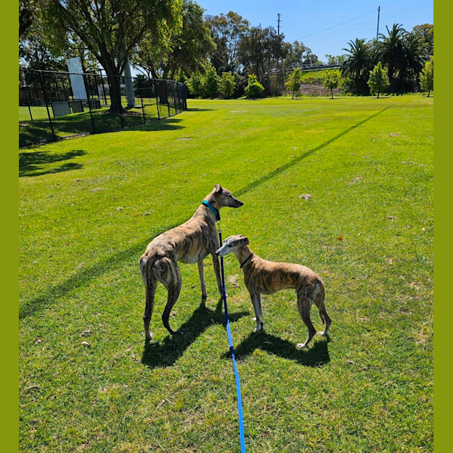 Photo of Bella   5 Year Old Greyhound