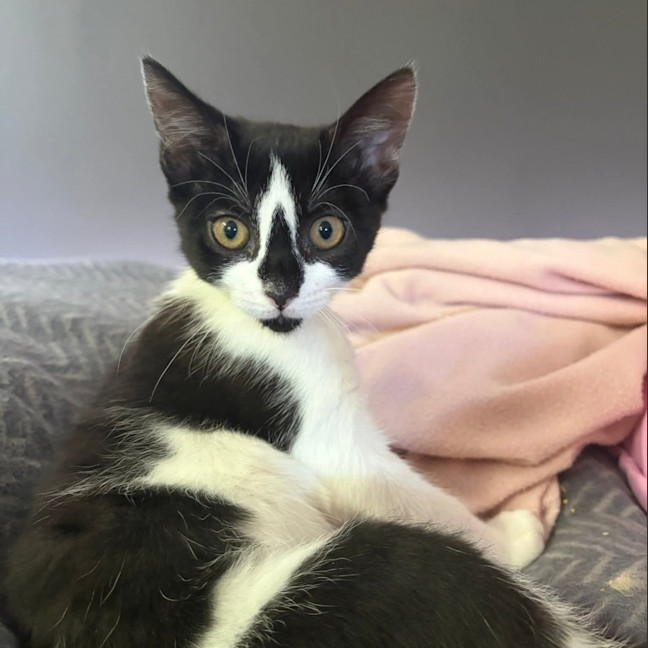 Photo of Diamond