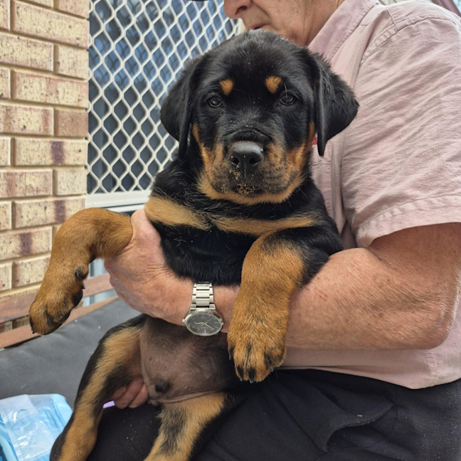 Photo of Kilimanjaro