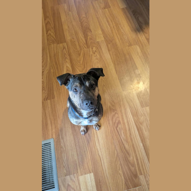 Photo of Shadow