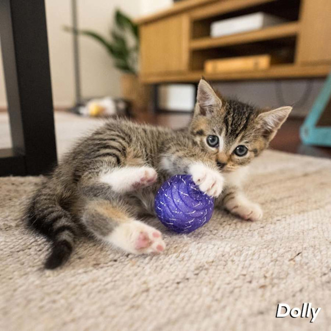 Photo of Dolly