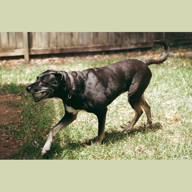 Photo of Banjo   6 Year Old Kelpie X