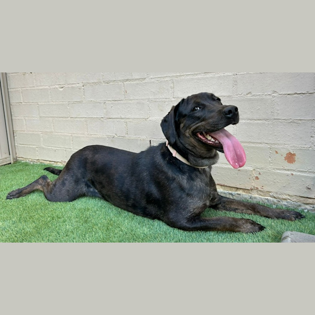 Photo of Charlotte 🌺 13 Month Old, Koolie X Labrador 