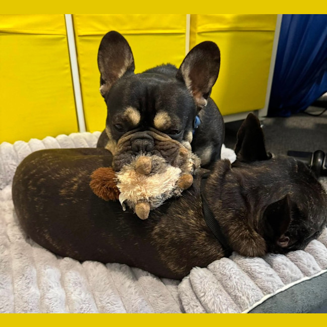 Photo of Pablo & Frankie    8 & 4 Yo French Bulldog